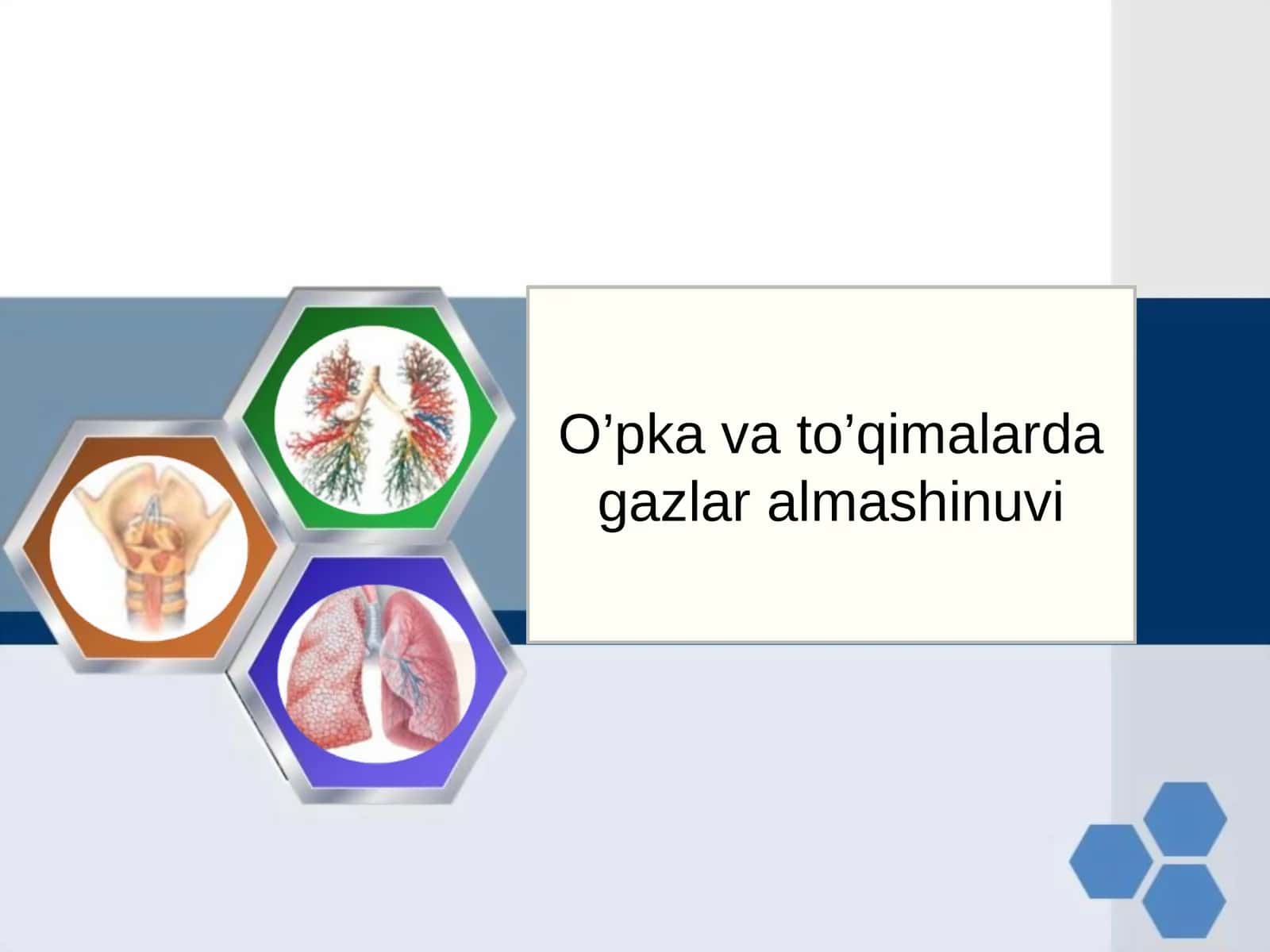 O’pka va to’qimalarda gazlar almashinuvi 1