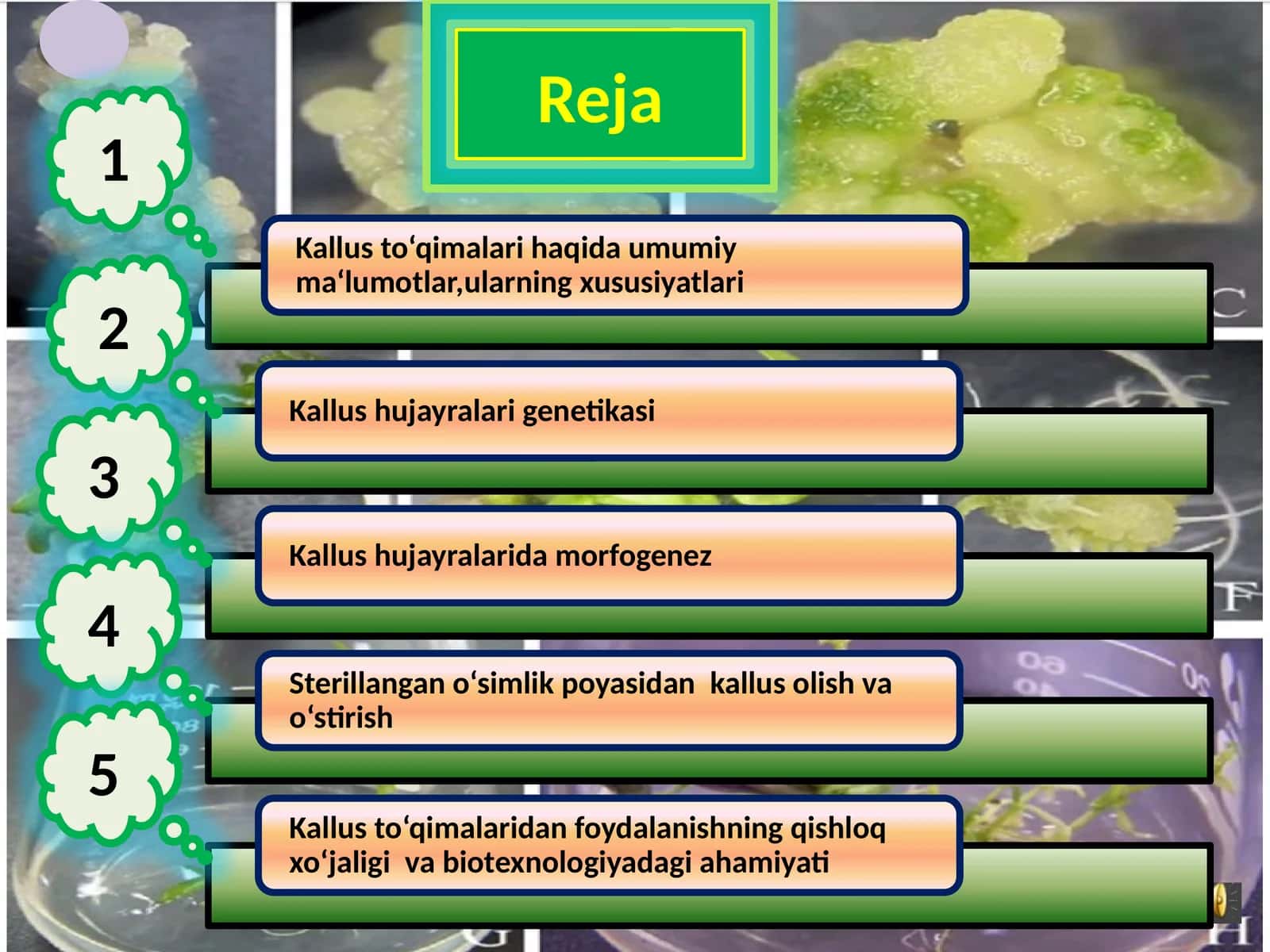 Kallus Kulturasi 1