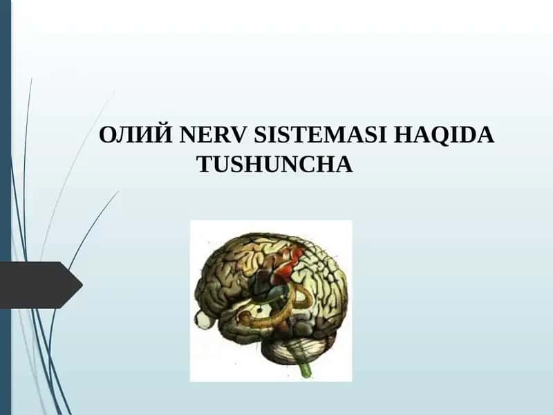 ОЛИЙ NERV SISTEMASI HAQIDA TUSHUNCHA 1