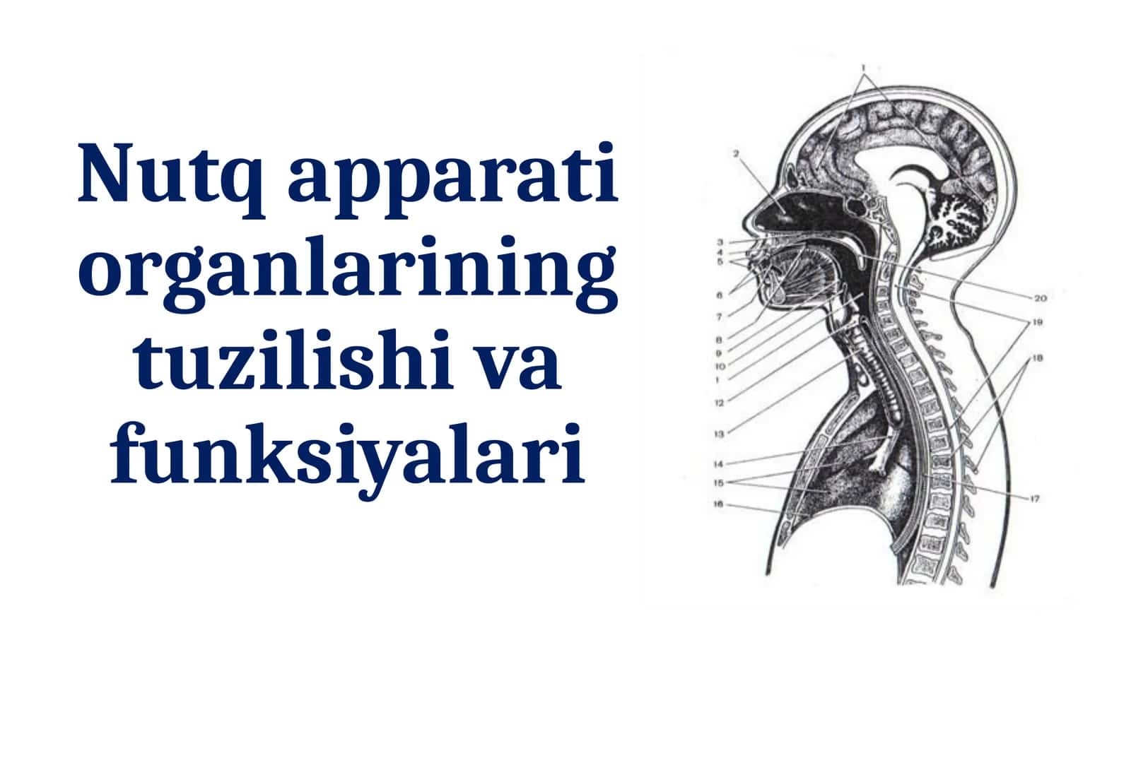 Nutq apparati organlarining tuzilishi va funksiyalari 1