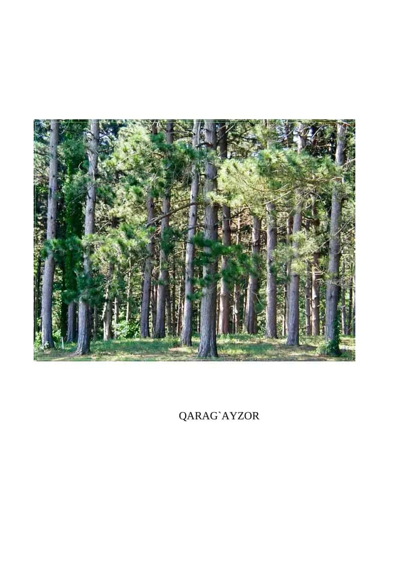 QARAG`AYZOR 1