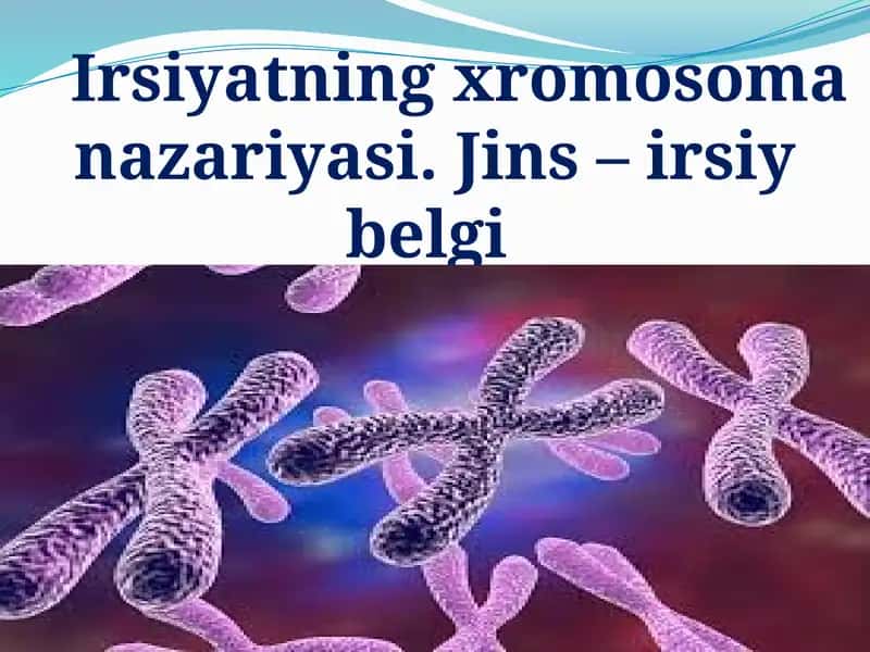 Irsiyatning xromosoma nazariyasi.Jins–irsiybelgi 1