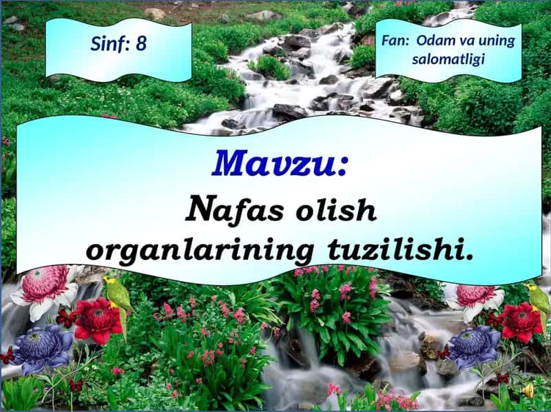 Nafas olish  organlarining tuzilishi 1