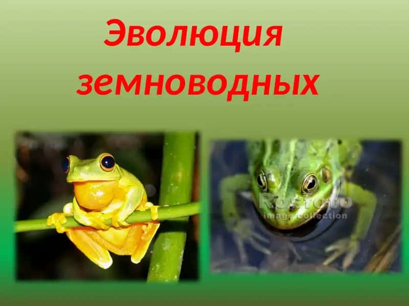 Эволюция земноводных 1