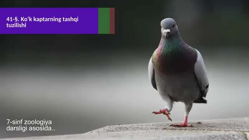 Ko‘k kaptarning tashqi tuzilishi 1