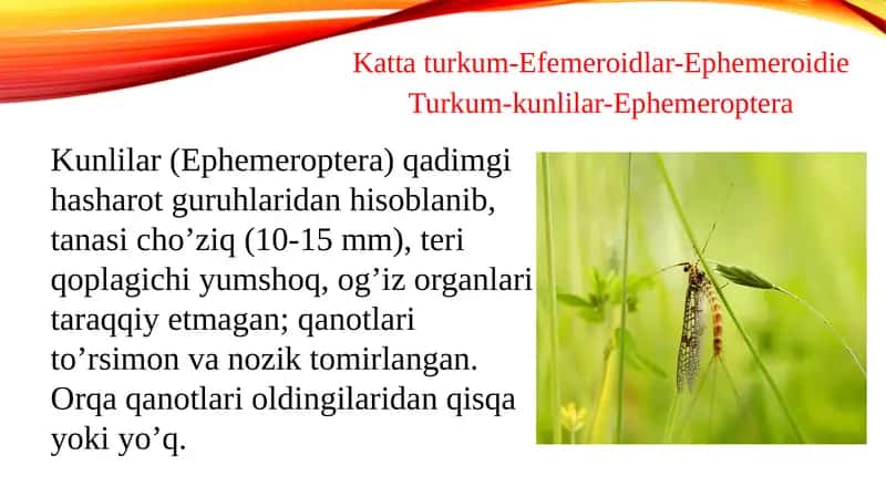 Kattaturkum-Efemeroidlar-Ephemeroidie 1