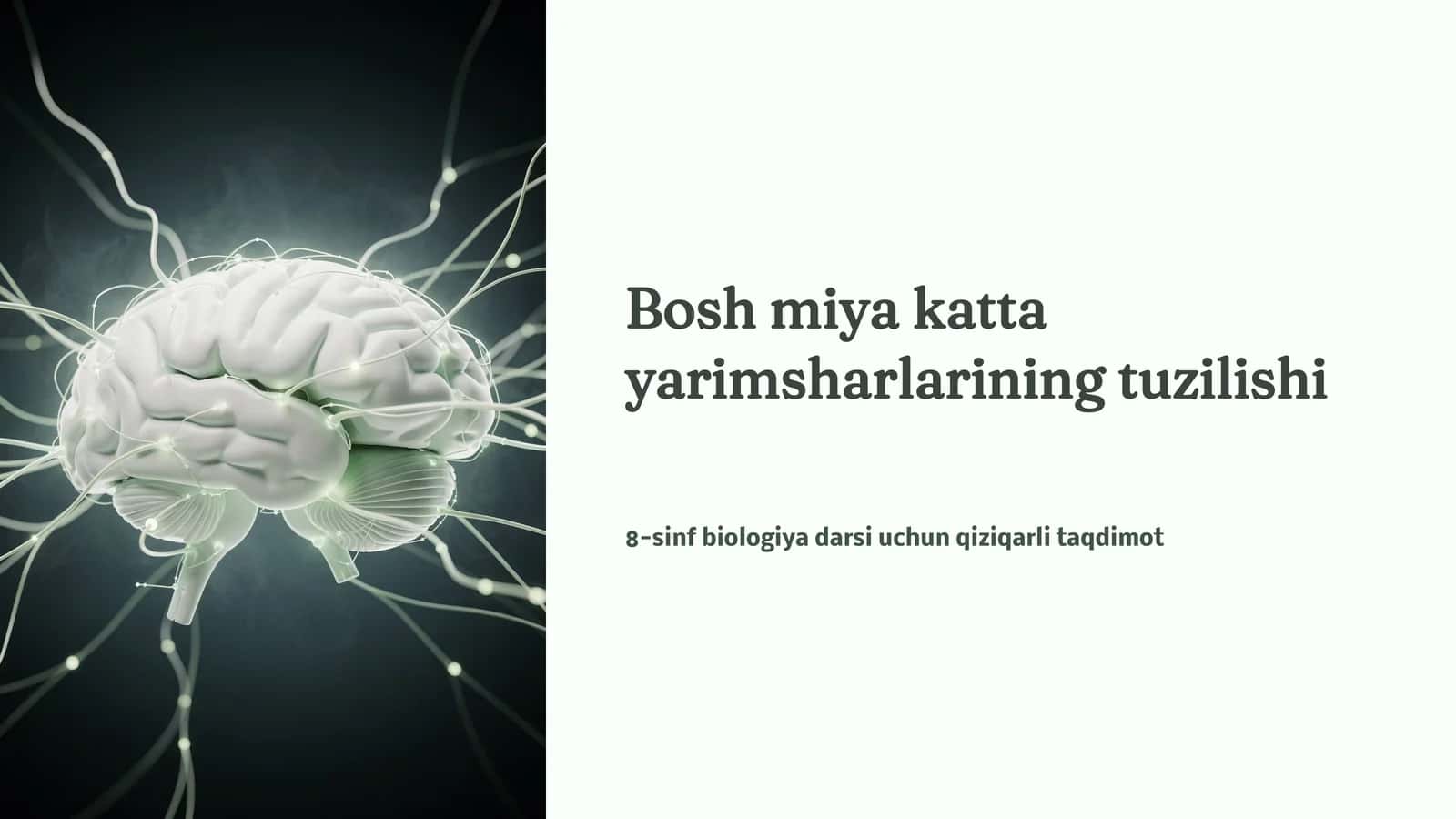 Bosh miya katta yarimsharlarining tuzilishi 1