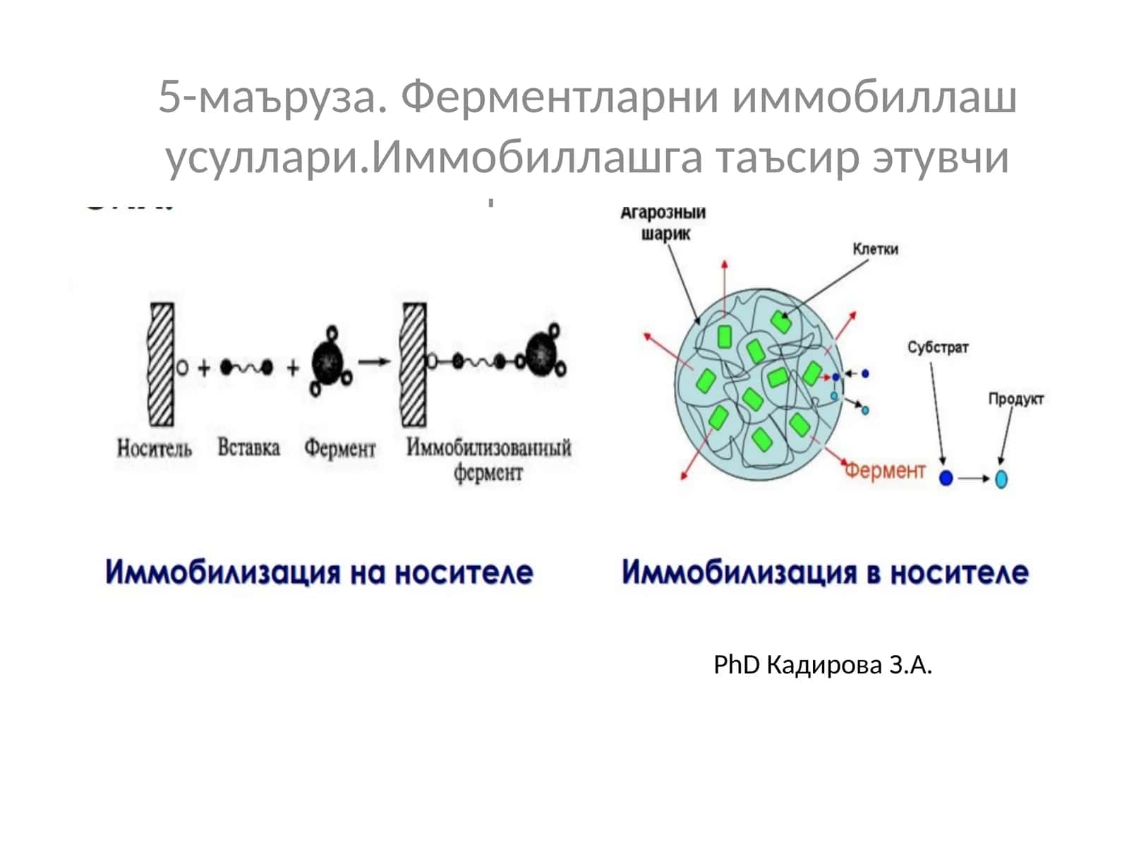 Ферментларни иммобиллаш усуллари. Иммобиллашга таъсир этувчи факторлар 1