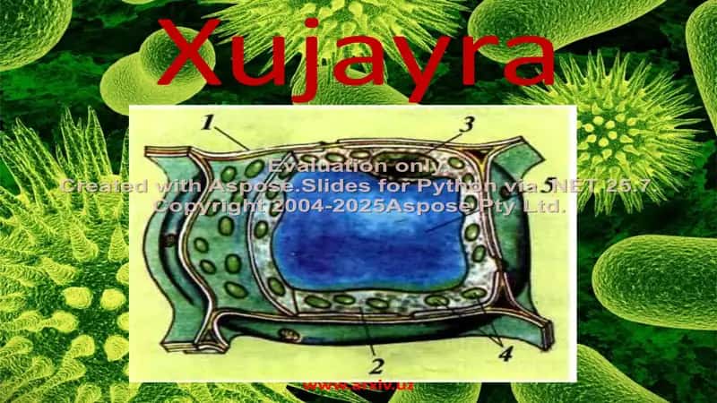 Xujayra 1