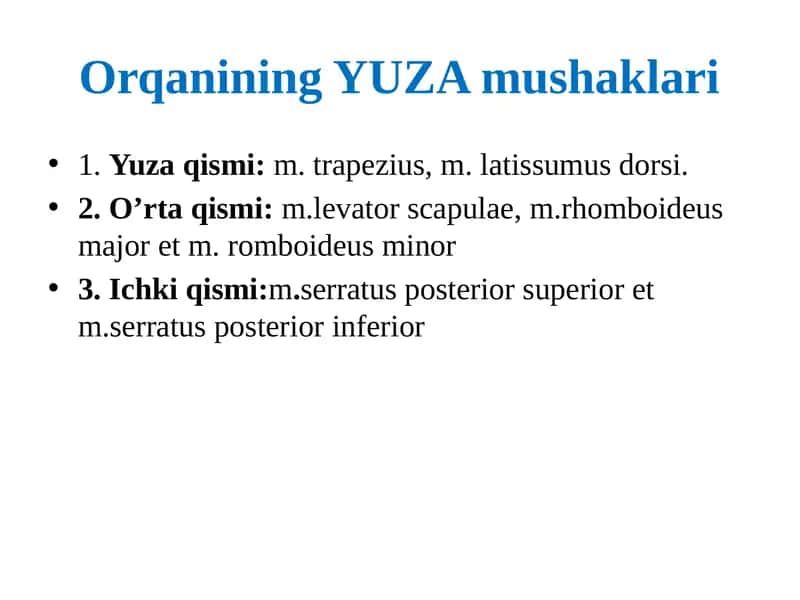 Orqanining YUZA mushaklari 1