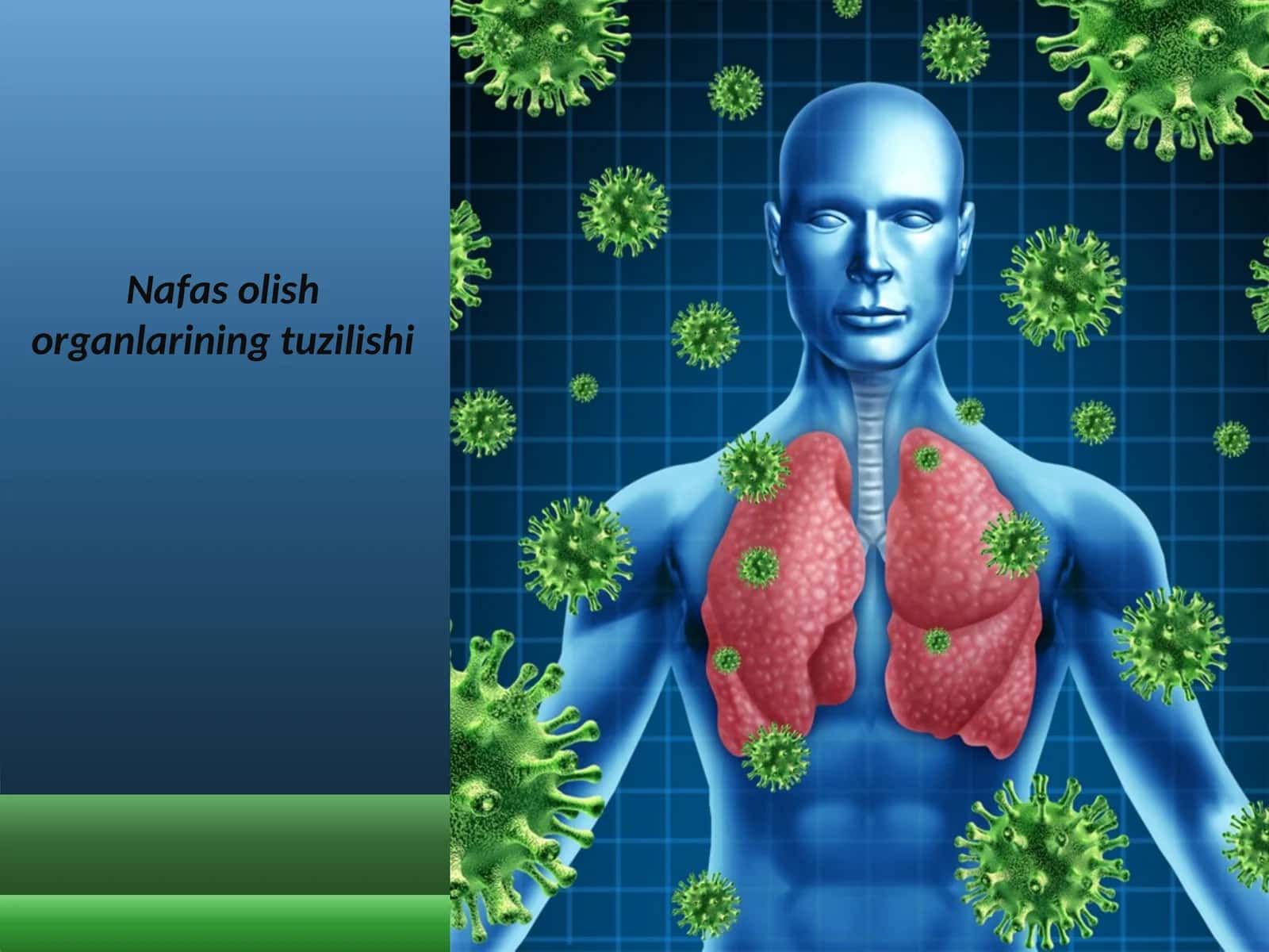 Nafas olish organlarining tuzilishi 1