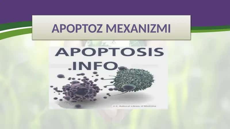 apoptozmexanizmi 1