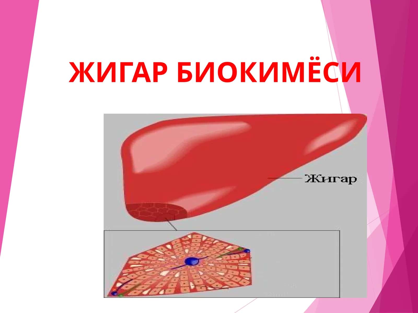 Жигар Биокимёси 1