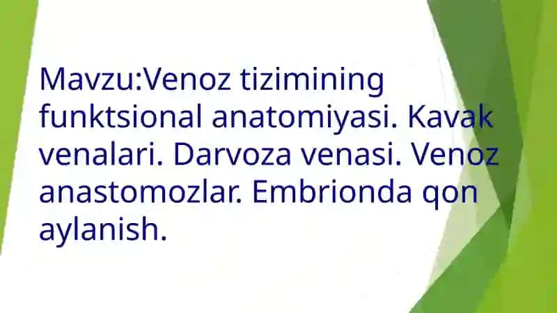 Venoz tizimining funktsional anatomiyasi