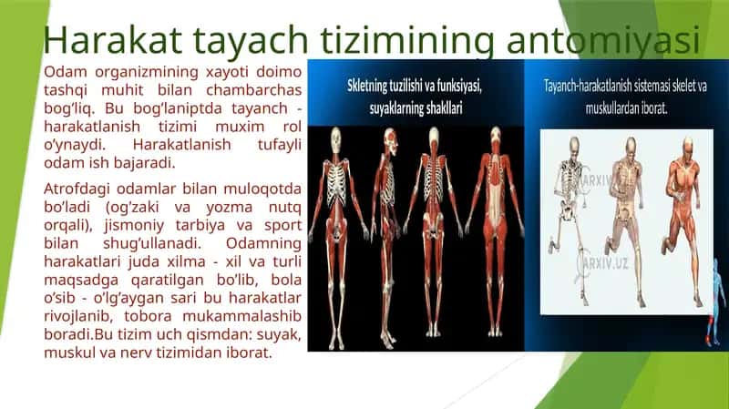 Harakattayachtizimining antomiyasi 1