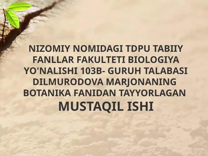 Novdalarning monopodial va simpodial shoxlanishi 1