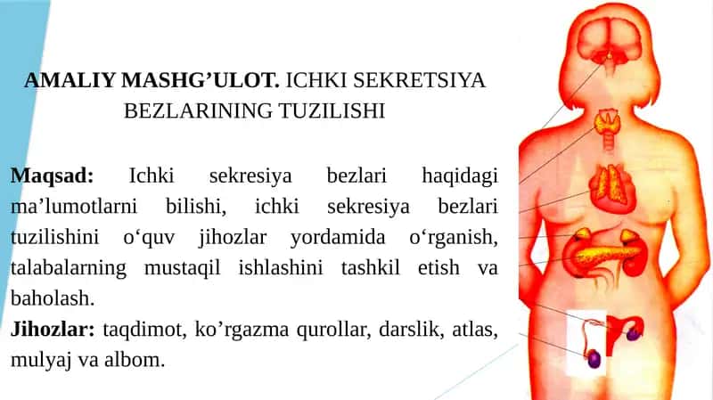 ICHKI SEKRETSIYA BEZLARINING TUZILISHI 1