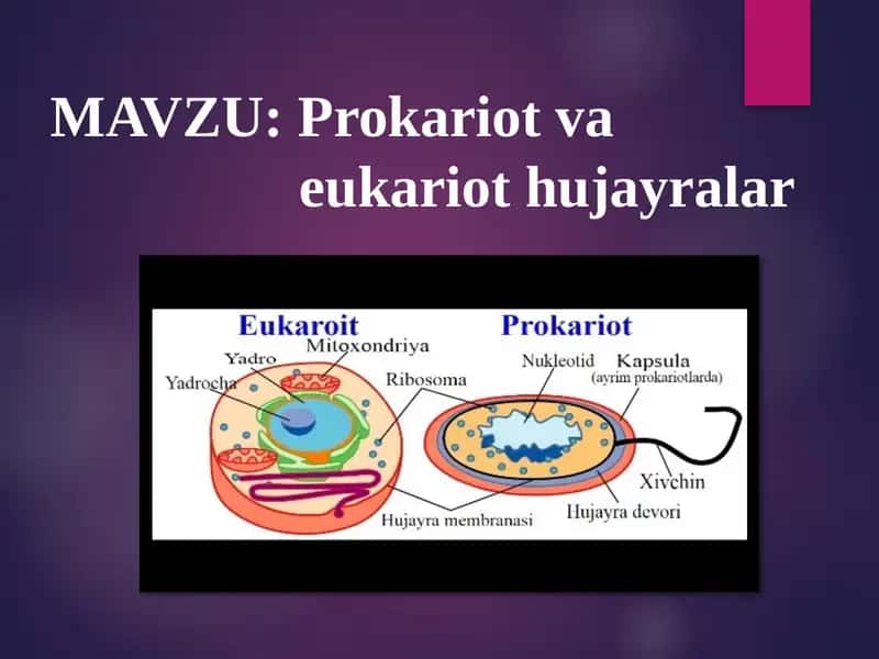 Prokariot va eukariot hujayralar 1
