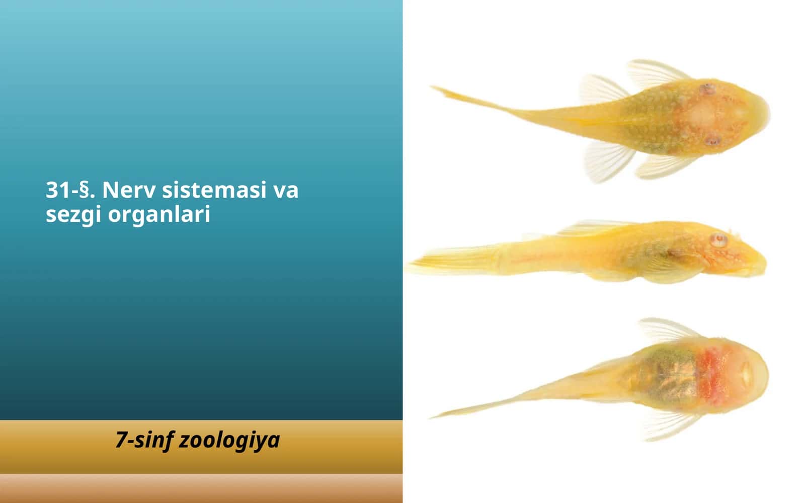 Baliqlar nerv sistemasi va sezgi organlari 1