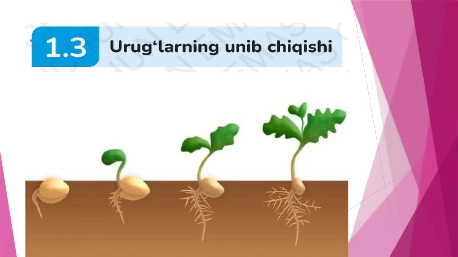 urugʻlarning unib chiqishi 1