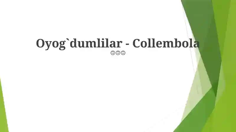Oyog`dumlilar - Collembola