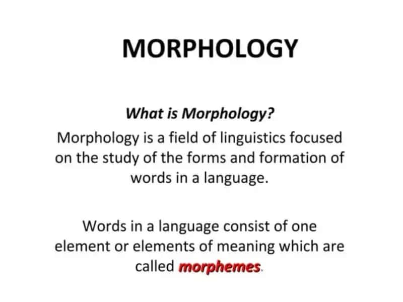 Morphology 1