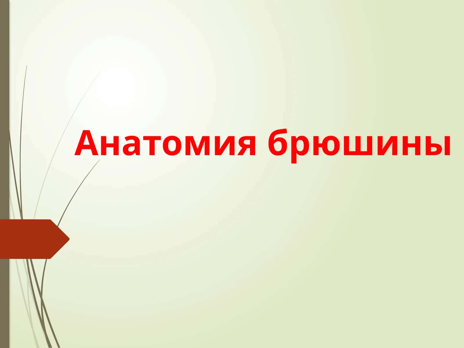 Анатомия брюшины 1