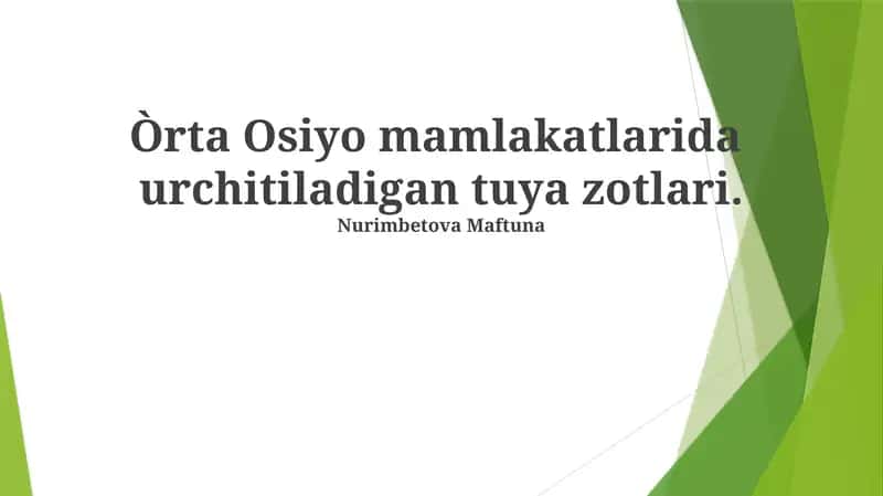 Qoraqo'l Tuya Zotining Xususiyatlari 1
