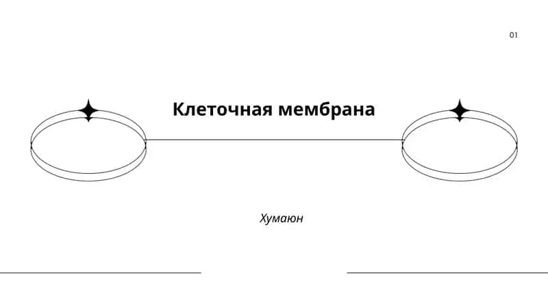 Клеточная мембрана 1