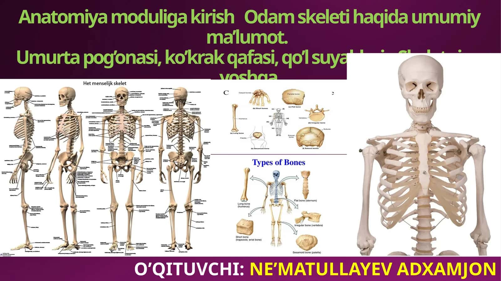 Anatomiya moduliga kirish 1