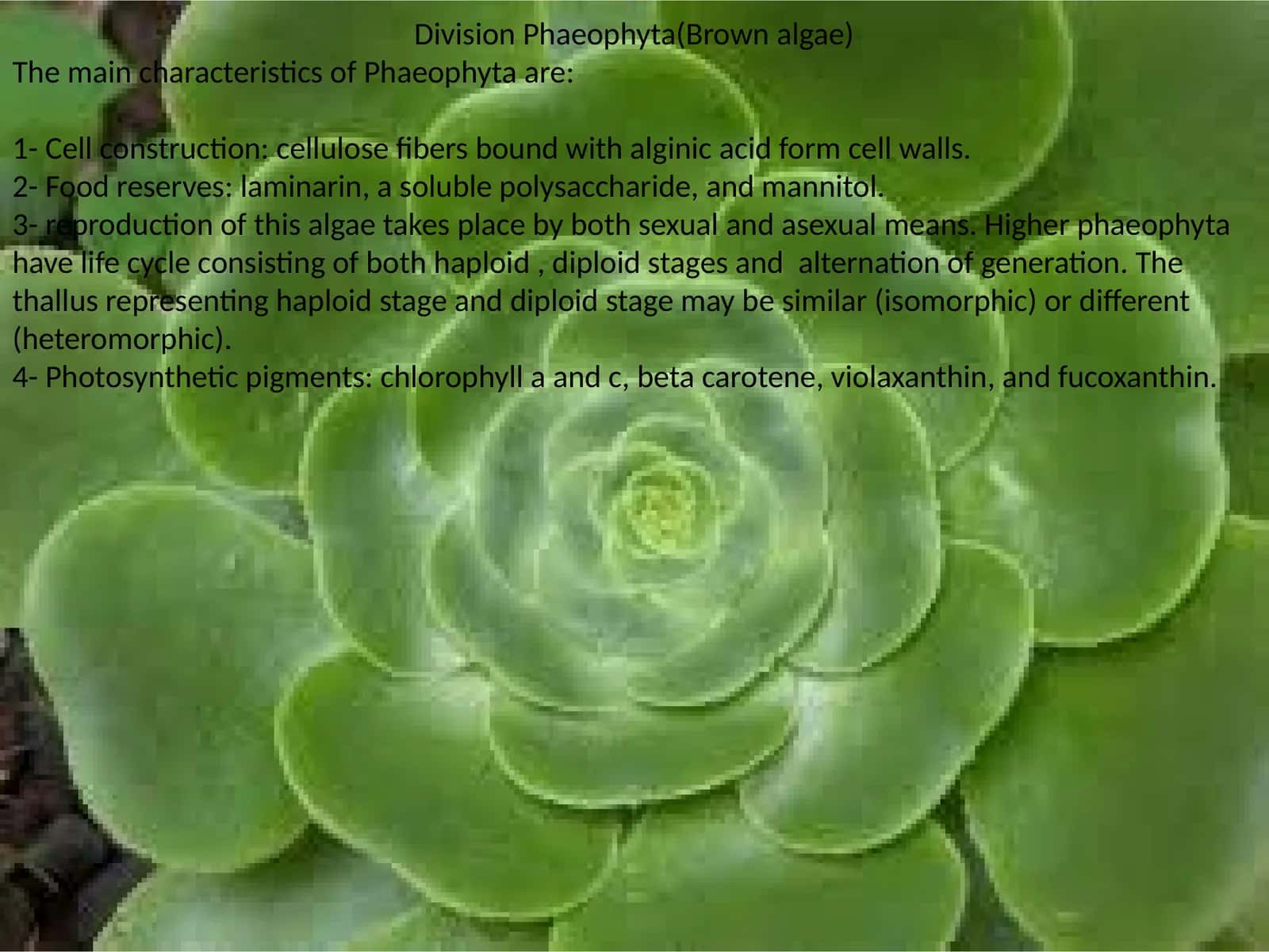 Division Phaeophyta(Brown algae) 1