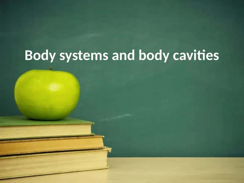 Body systems and body cavities 1