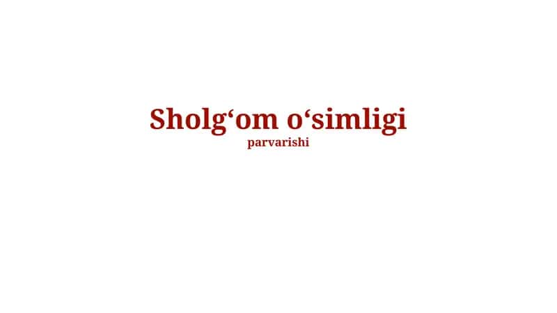 Turnip o'simligi haqida 1