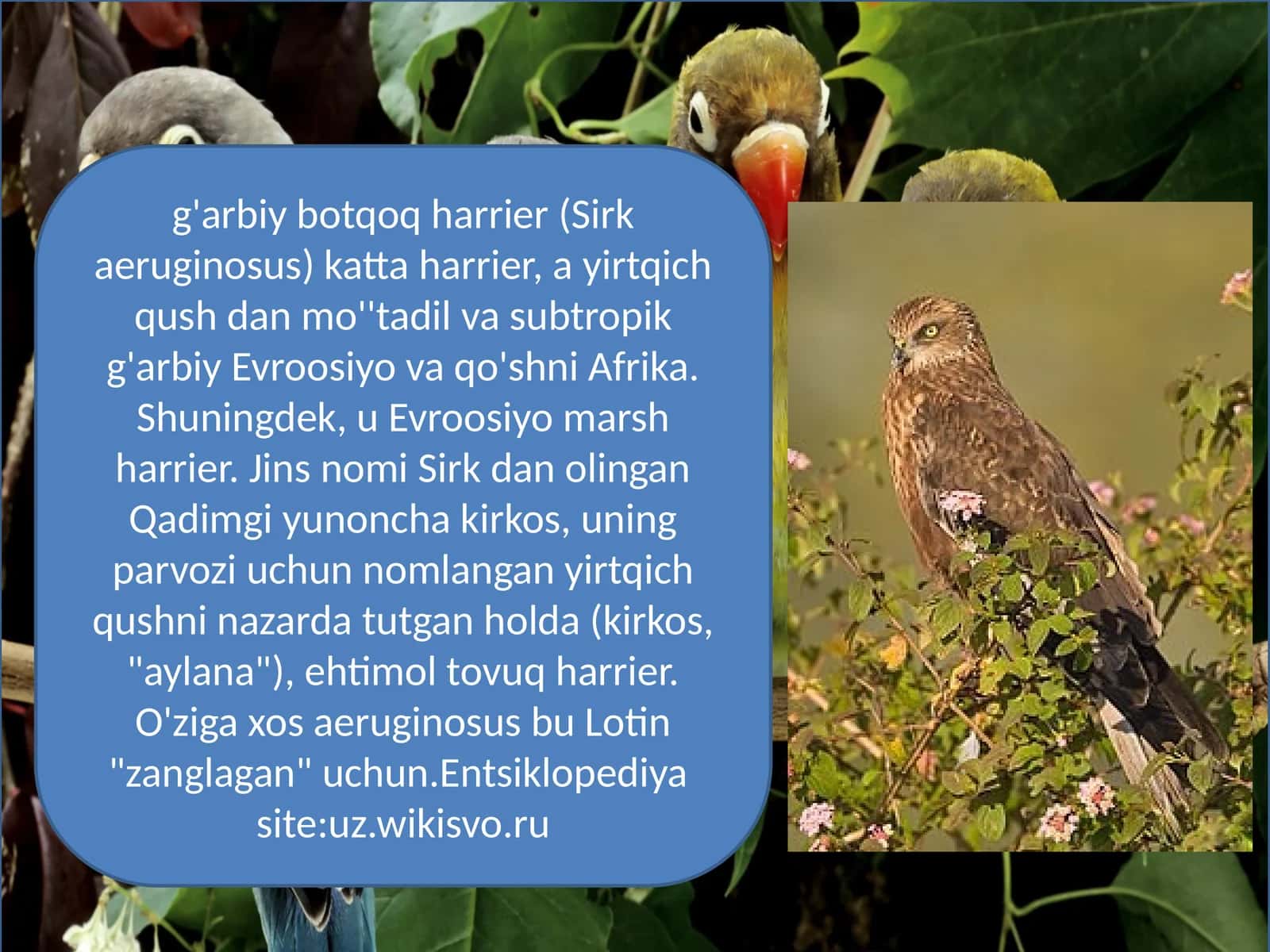 g'arbiy botqoq harrier (Sirkaeruginosus) 1