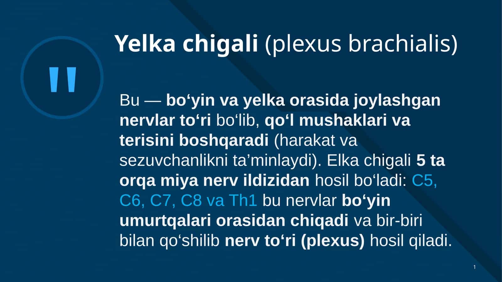 Yelka chigali(plexus brachialis) 1