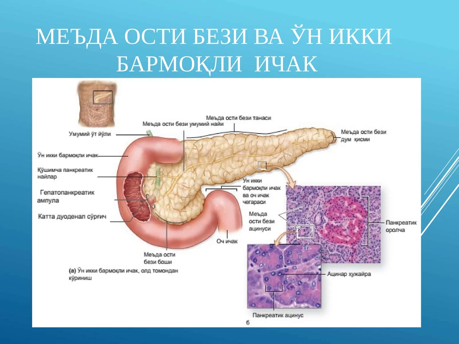 Jigar va me'daosti bezi gistologiyasi 1