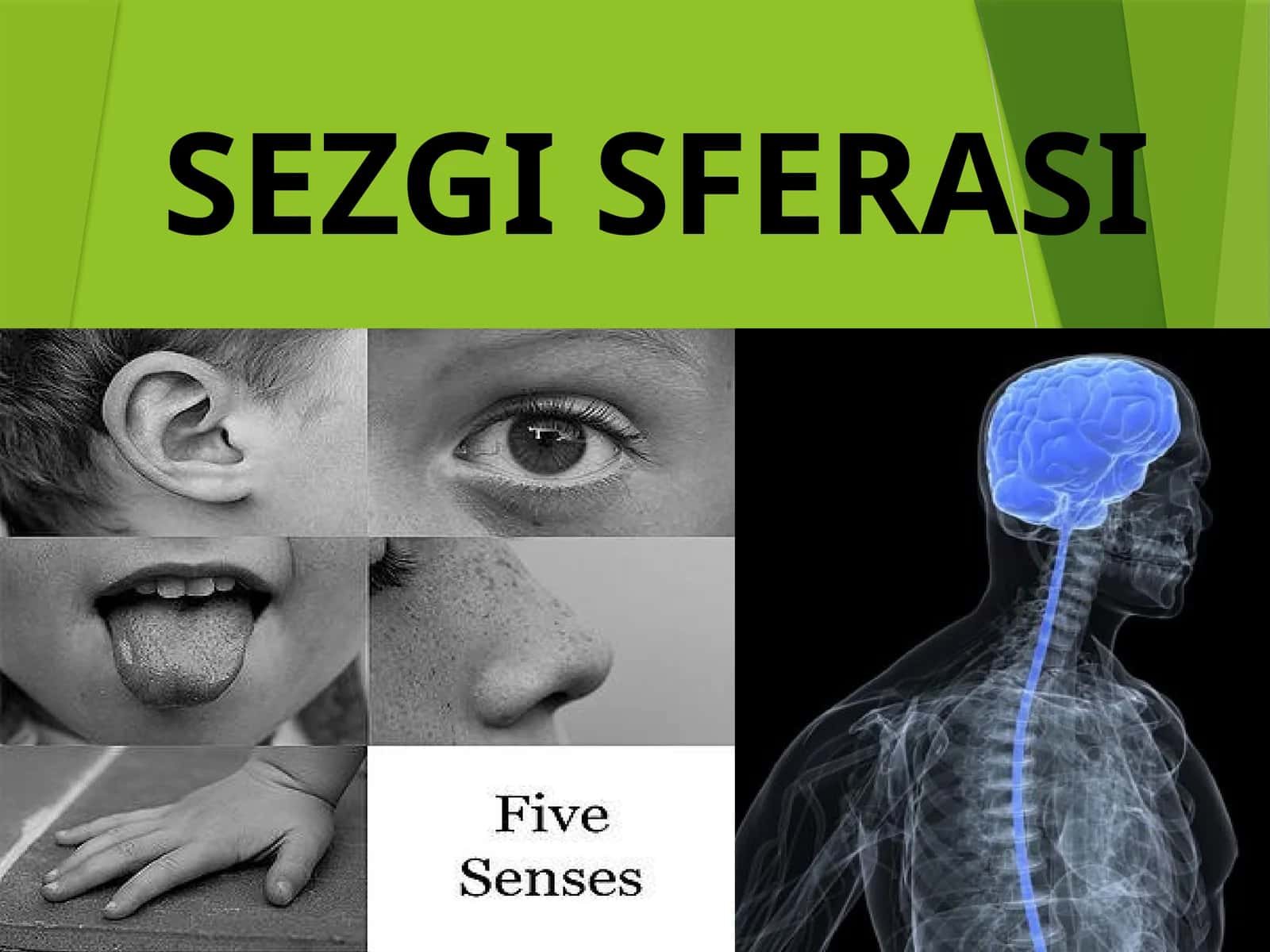 SEZGI SFERASI 1
