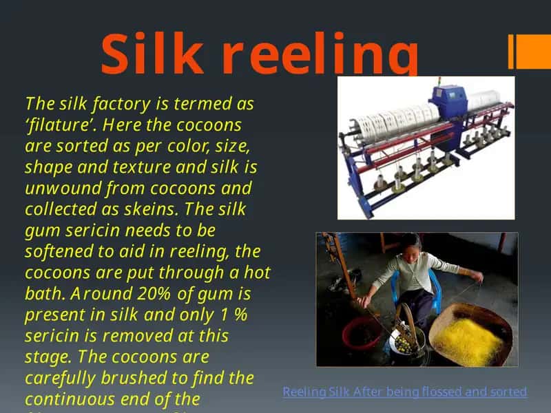 Silk reeling 1