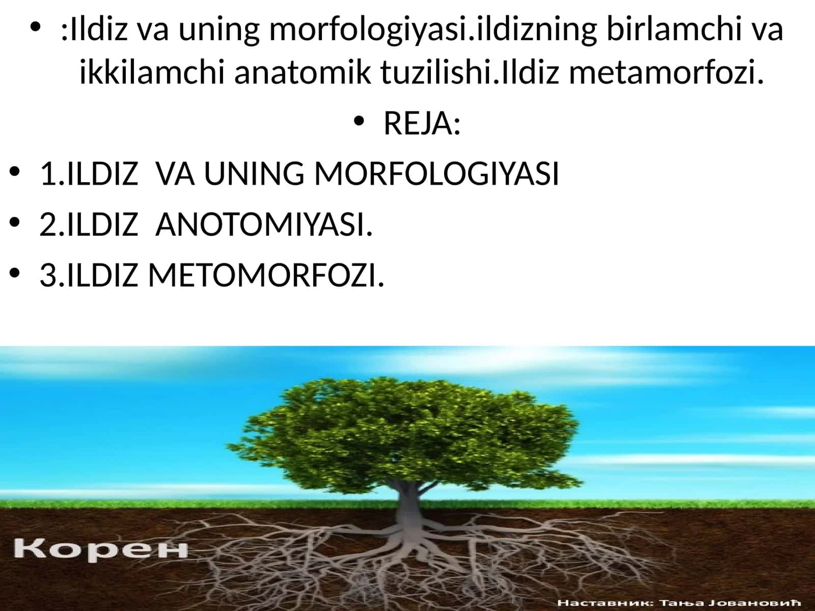 Ildiz va uning morfologiyasi 1