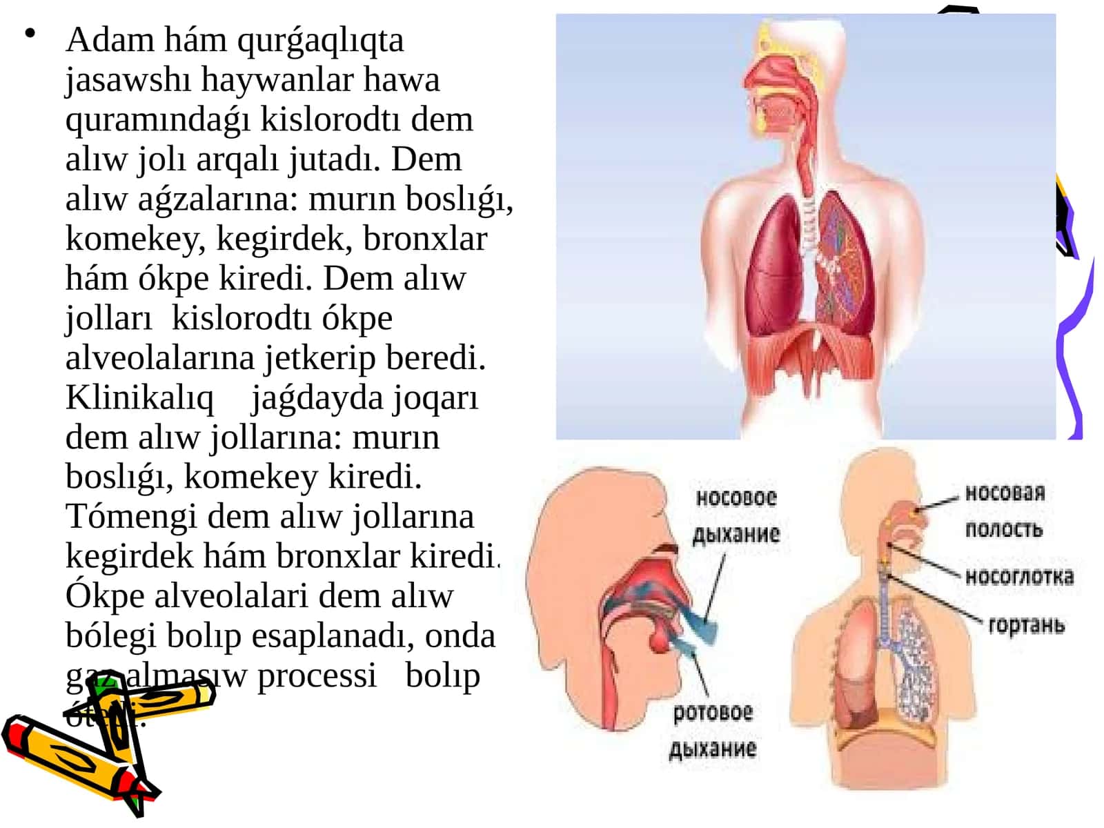 Dem alıw aǵzaları 1