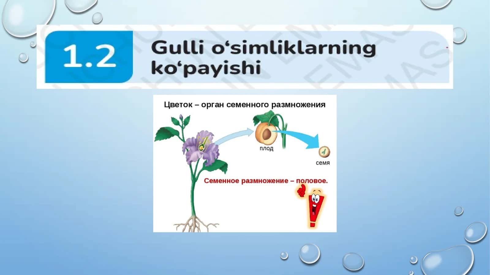 Gulli o'simliklarning ko'payishi 1