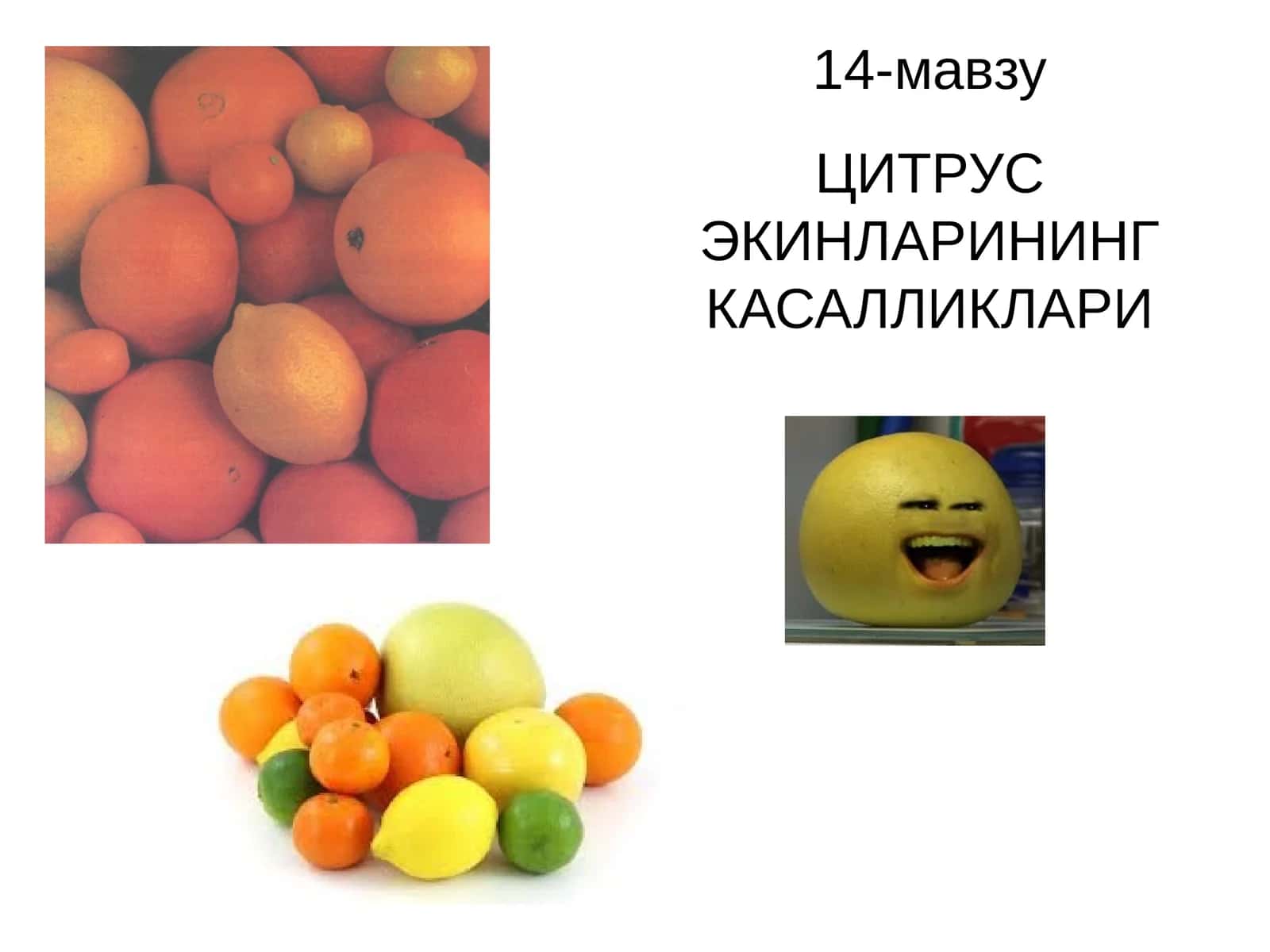 ЦИТРУС ЭКИНЛАРИНИНГ КАСАЛЛИКЛАРИ 1