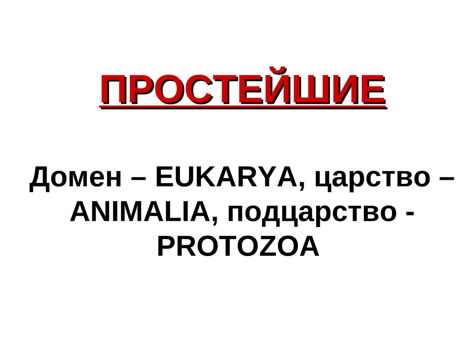 Простейшие 1