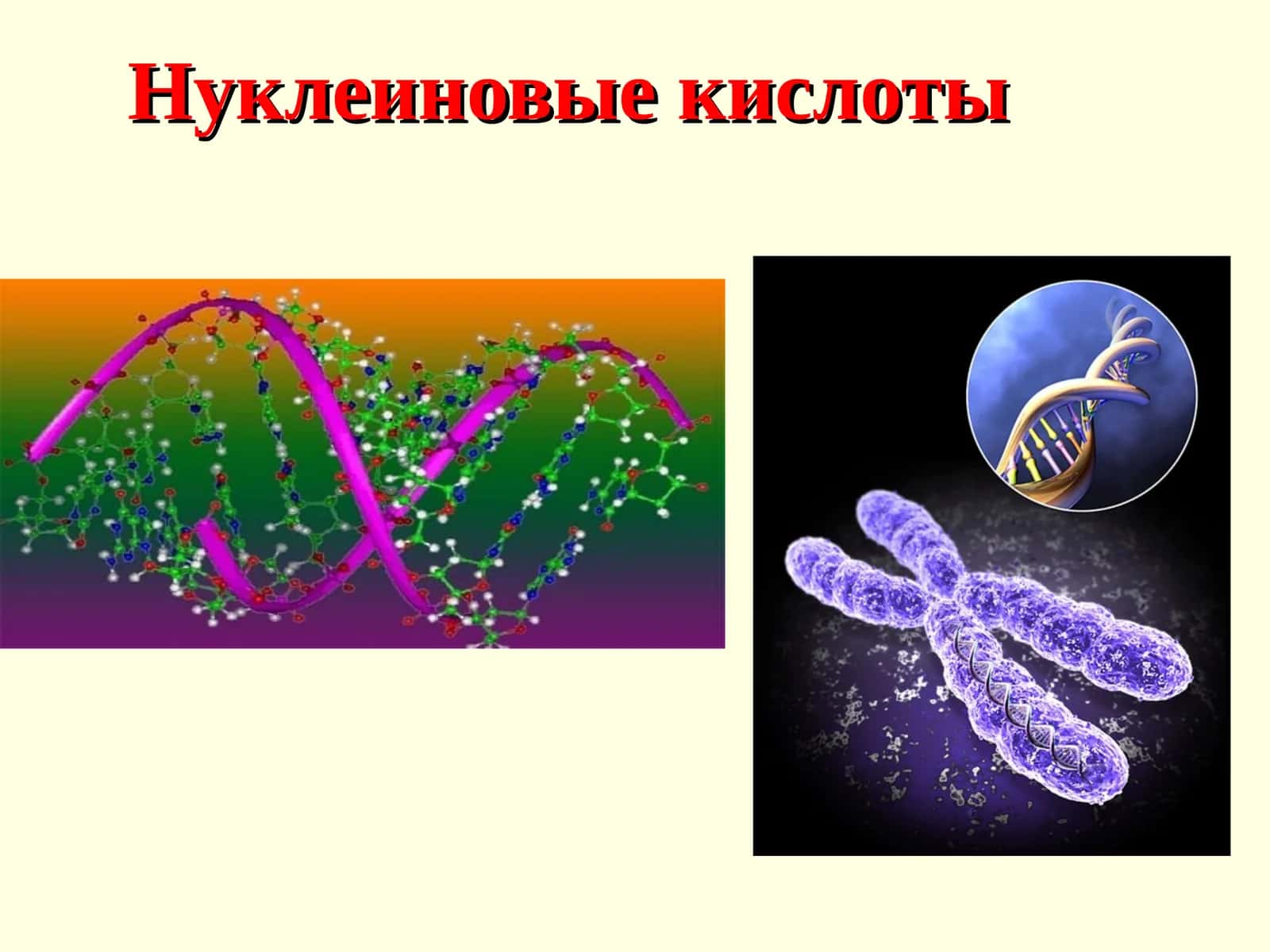 Нуклеиновые кислоты 1