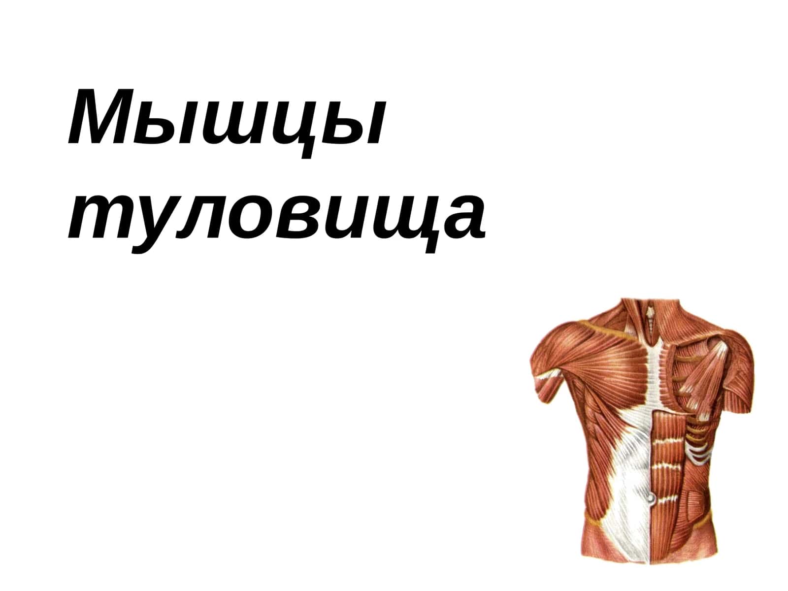Топография груди 1