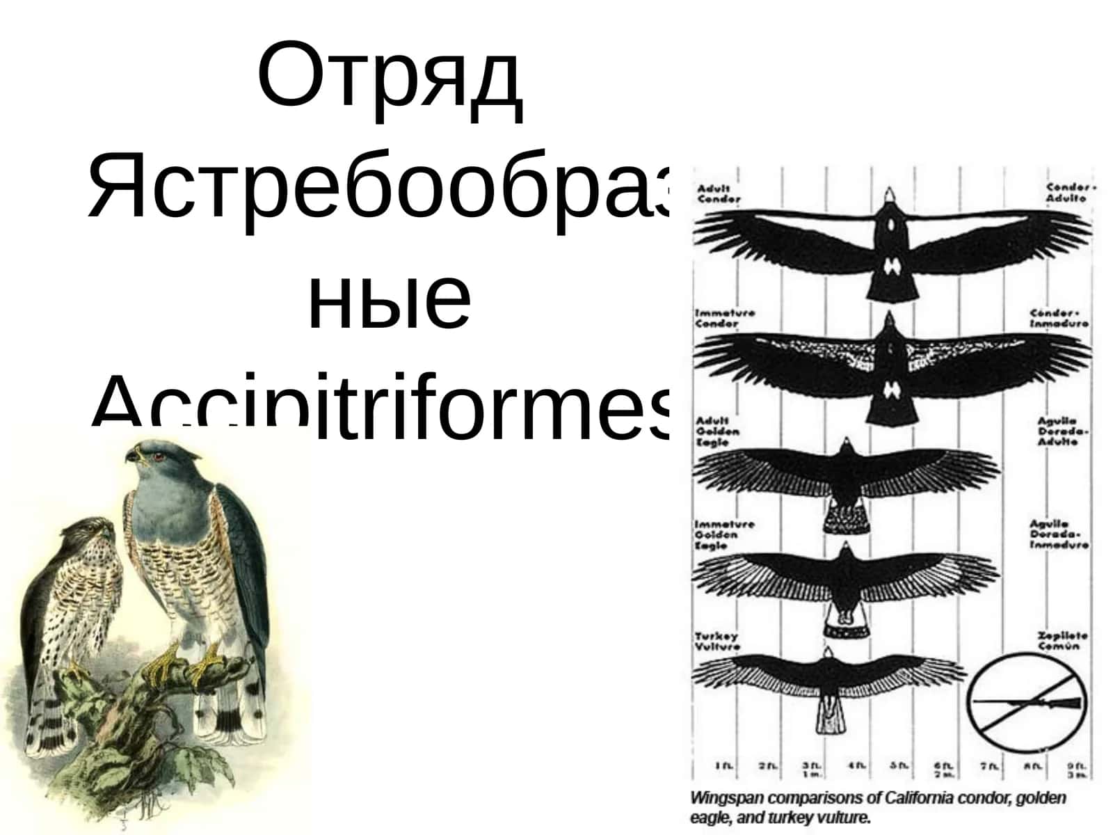 Черный коршун 1