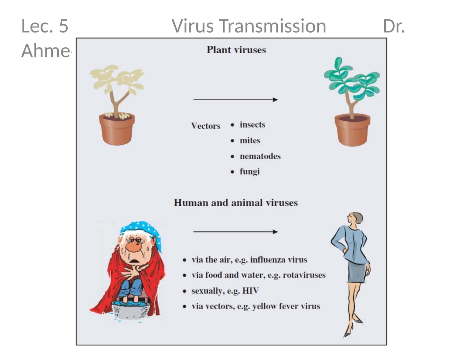 Lec. 5 Virus Transmission Dr. Ahmed K. Ali 1