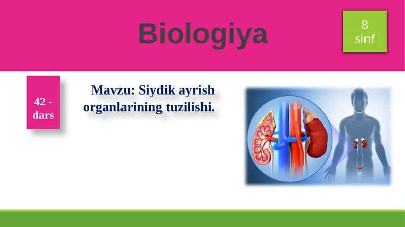 Siydikayrish organlarining tuzilishi 1