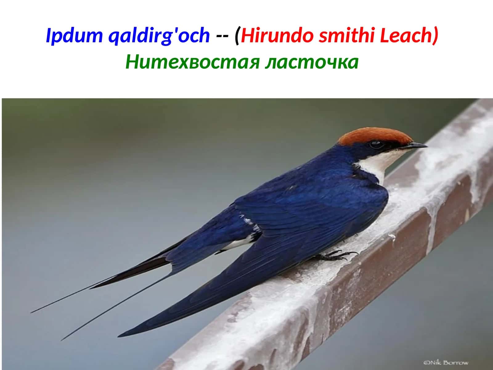 Ipdumqaldirg'och--(HirundosmithiLeach) 1