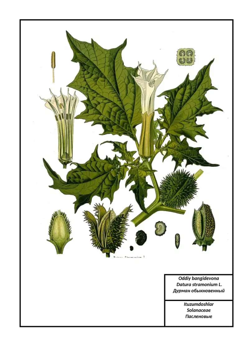 Oddiy bangidevona 1